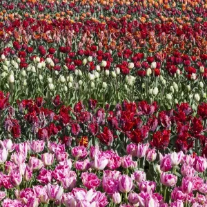 Spring flowers at Keukenhof Gardens, Netherlands
