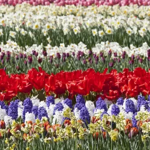 Spring flowers at Keukenhof Gardens, Netherlands