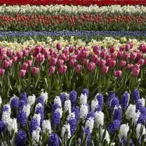 Spring flowers at Keukenhof Gardens, Netherlands