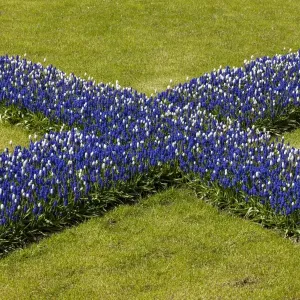 Spring flowers at Keukenhof Gardens, Netherlands