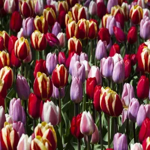 Spring flowers at Keukenhof Gardens, Netherlands