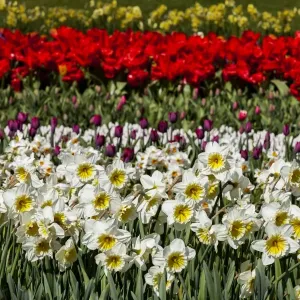 Spring flowers at Keukenhof Gardens, Netherlands
