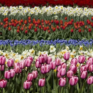 Spring flowers at Keukenhof Gardens, Netherlands