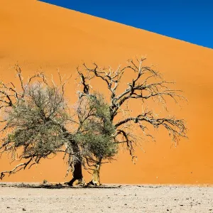 A tall sand dune in Namib-Naukluft National Park, Namibia