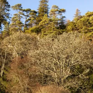 Trees in winter at Port Appin in Argyll and Bute, Scotland