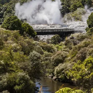 Vapour rising from an active volcanic area at Te Puia in Roturua, Bay of Plenty, in New Zealand