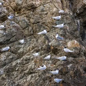 White-fronted terns at Kaikoura in Canterbury, New Zealand