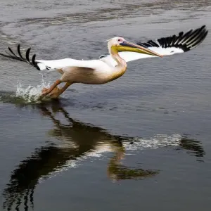 A white pelican taking off at Walvis Bay, Namibia