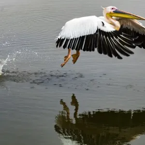A white pelican taking off at Walvis Bay, Namibia