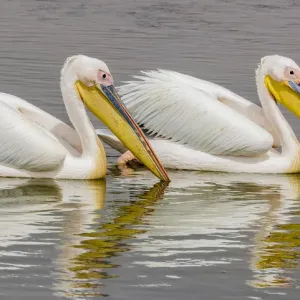 White pelicans at Walvis Bay, Namibia