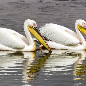White pelicans at Walvis Bay, Namibia