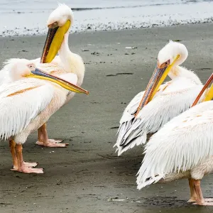 White pelicans at Walvis Bay, Namibia