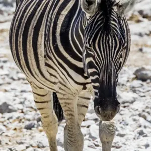 A zebra in Etosha National Park, Namibia