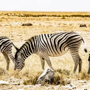 Zebras in Etosha National Park, Namibia