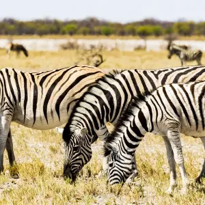 Zebras in Etosha National Park, Namibia