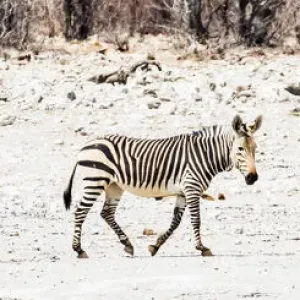 Zebras in Etosha National Park, Namibia