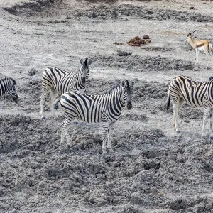 Zebras in Etosha National Park, Namibia