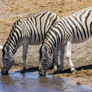 Zebras at a waterhole in Etosha National Park, Namibia