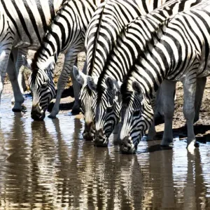 Zebras at a waterhole in Etosha National Park, Namibia