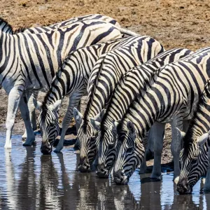 Zebras at a waterhole in Etosha National Park, Namibia