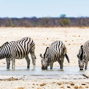 Zebras at a waterhole in Etosha National Park, Namibia