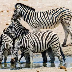 Zebras at a waterhole in Etosha National Park, Namibia