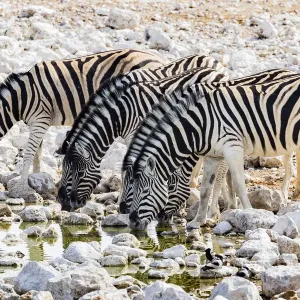 Zebras at a waterhole in Etosha National Park, Namibia