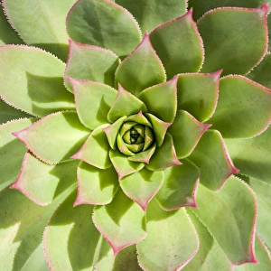 Aeonium percaneum at Inverewe Garden in Scotland