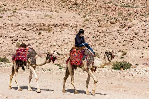 Asia Jordan Ma`an Petra animal camel desert geology