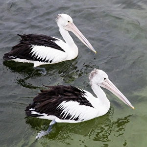 Nature Prints: Australian pelicans in Merimbula, Australia