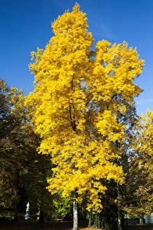 Nature Prints: Autumn colour at Baden-Baden, Germany