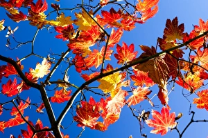 Autumn leaves in Arduaine Garden in Scotland