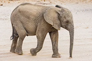 Desert Prints: A baby desert elephant in Damaraland, Namibia