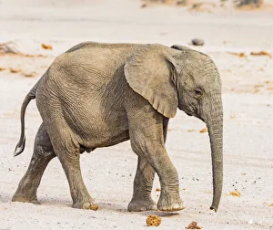 Namibia Prints: A baby desert elephant in Damaraland, Namibia