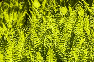 Nature Prints: Backlit ferns at Poolewe, Scotland