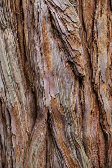 : The bark of a coastal redwood in Roturua, Bay of Plenty, in New Zealand