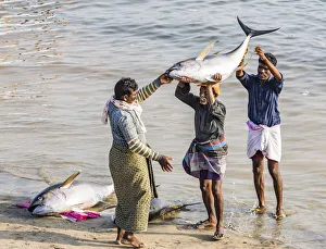 India Prints: The beach at Vizhinjam near Kovalam where the fishing boats land their catches