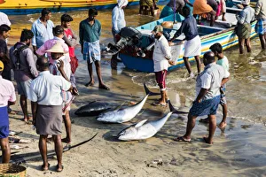 India Prints: The beach at Vizhinjam near Kovalam where the fishing boats land their catches