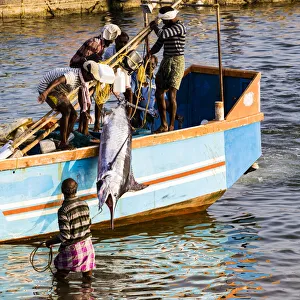 India Prints: The beach at Vizhinjam near Kovalam where the fishing boats land their catches