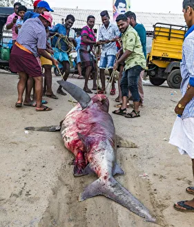 India Prints: The beach at Vizhinjam near Kovalam where the fishing boats land their catches