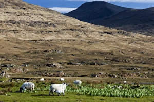 Mountains Prints: Ben More, Mull, Scotland