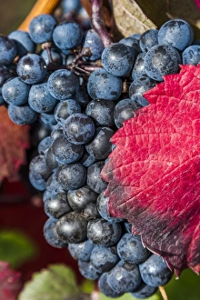 Black Prints: Black grapes at Birnau-Maurach, Germany