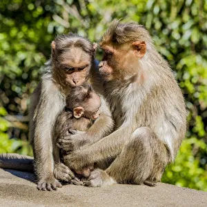 India Prints: A bonnet macaque family near Udagamandalam (Ooty) in Tamil Nadu, India