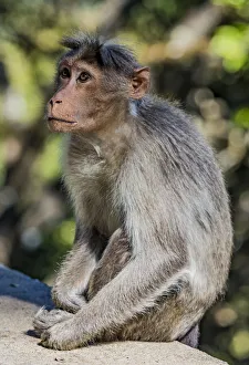 A bonnet macaque near Udagamandalam (Ooty) in Tamil Nadu, India