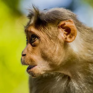 India Prints: A bonnet macaque near Udagamandalam (Ooty) in Tamil Nadu, India