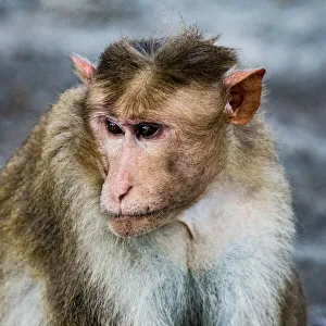 India Prints: A bonnet macaque in the Vedantangal Bird Sanctuary in Tamil Nadu, India