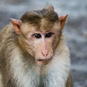 India Prints: A bonnet macaque in the Vedantangal Bird Sanctuary in Tamil Nadu, India