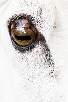 Sheep Prints: A Border Leicester sheep`s eye