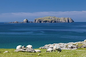 Sheep Prints: Bosta on Lewis, Western Isles, Scotland