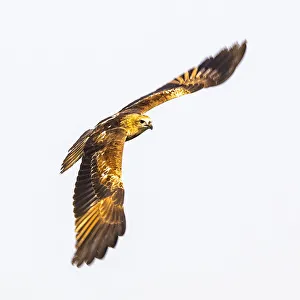 India Prints: A brahminy kite in the Kerala backwaters in Kerala, India